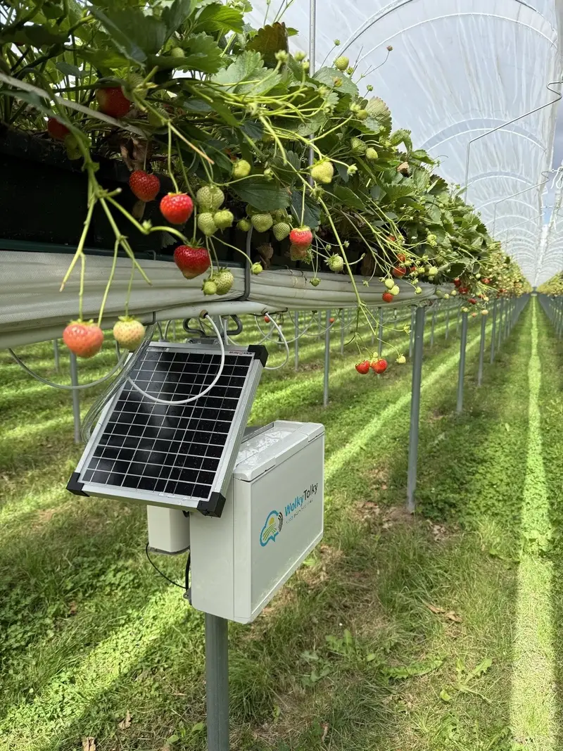 Sensorbox van het Drain Monitoring Systeem met zonnepaneel onder aardbeien op tafelhoogte